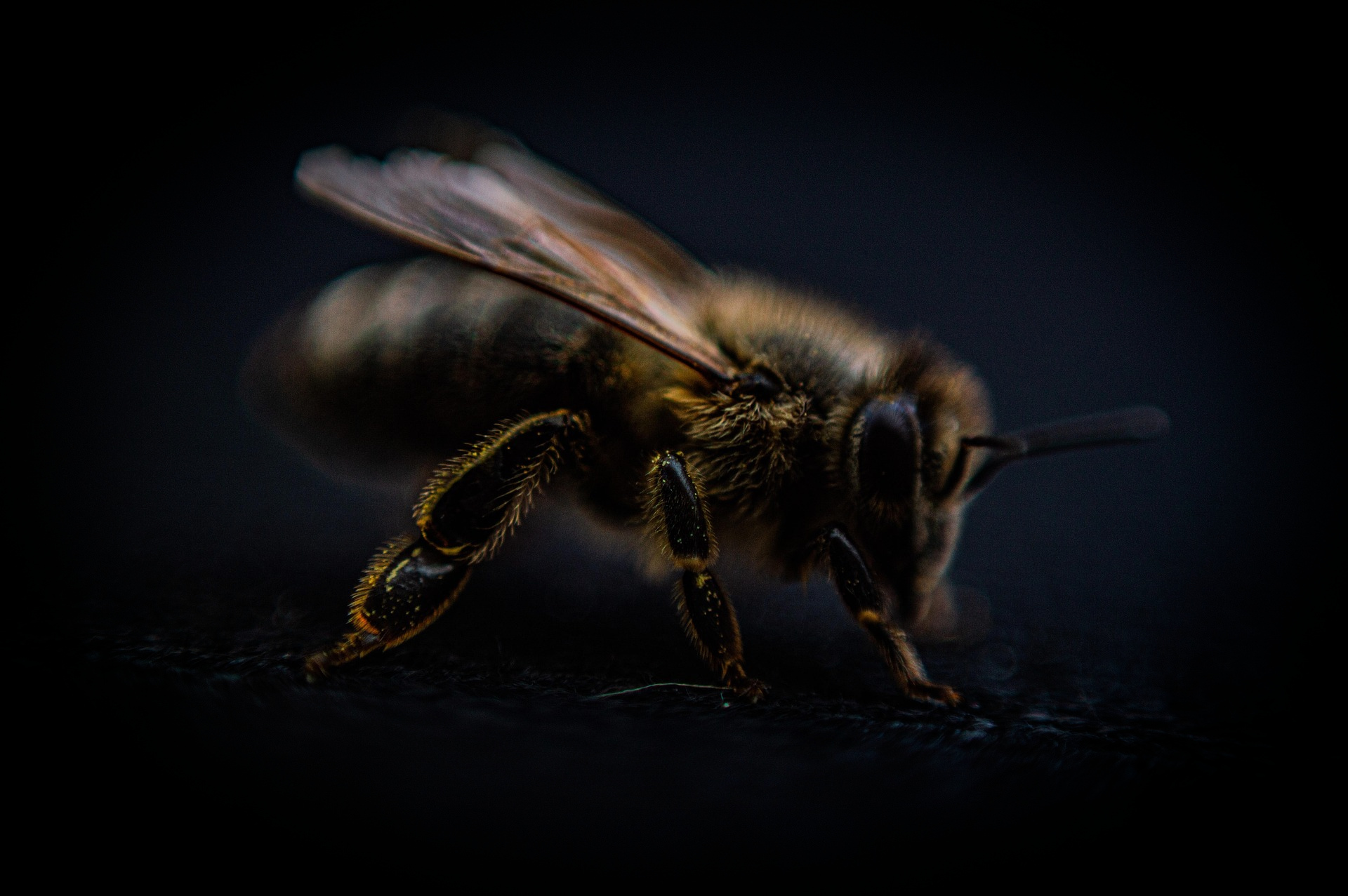 Gebrüder-Biene – unsere Kreationen (Platzhalter)